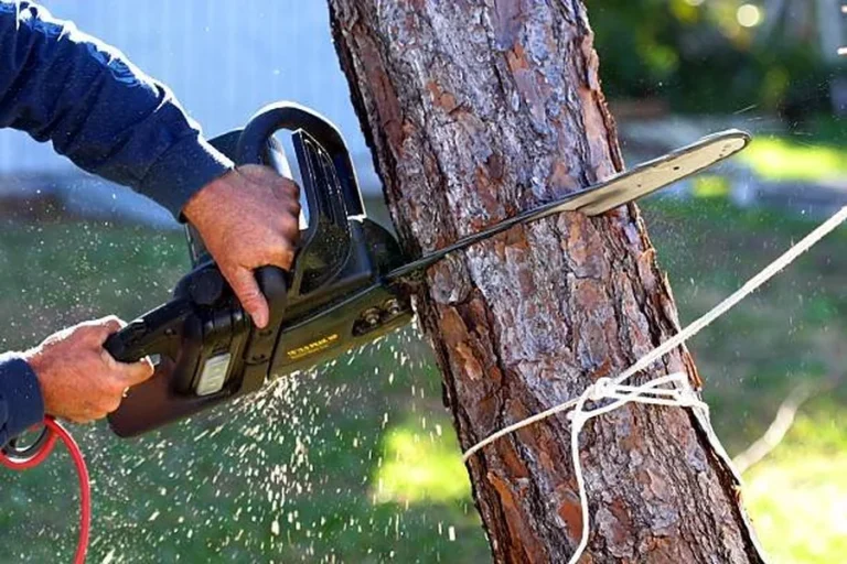 How to Safely and Effectively Remove Trees in Lafayette Parish, LA Enhancing Home Comfort and Efficiency Through Window Replacement