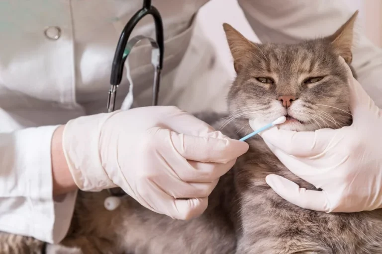 What Modern Cat DNA Analysis Can Reveal About Health and Behavior